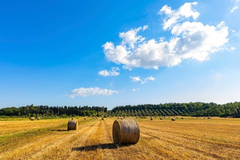 Straw bales on harvested field