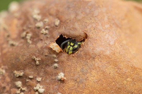 Common wasp