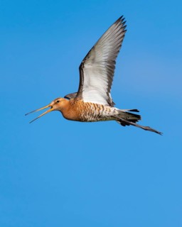 Black-tailed Godwit