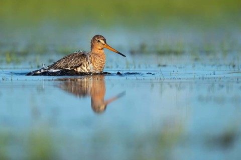 Black-tailed Godwit
