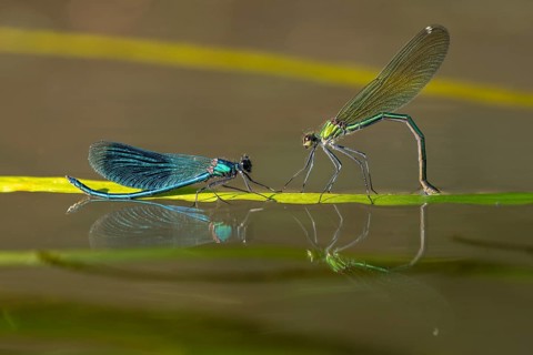 Banded demoiselle