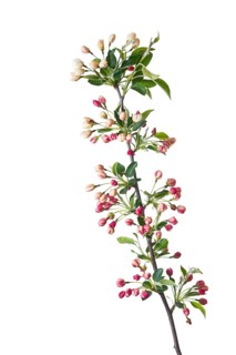Dwarf cherry-apple