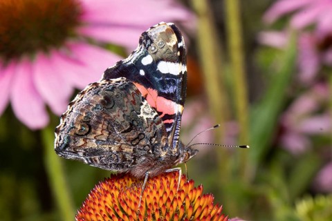 Admiral butterfly with closed wings sitting on orange flower sucking right looking