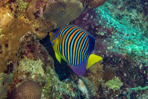 Royal angelfish