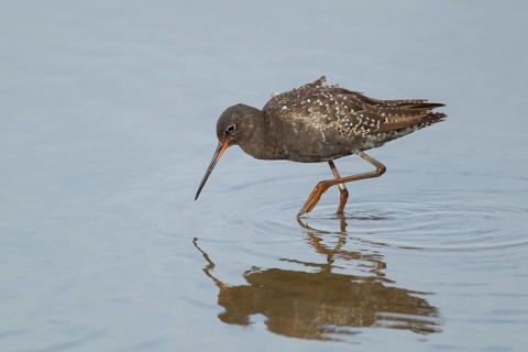 Spotted redshank