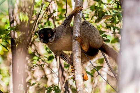 Mongoose lemur