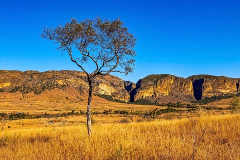 Savannah in the Isalo National Park