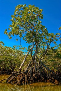 Mangroves on the island Ile Sainte-Marie although Nosy Boraha