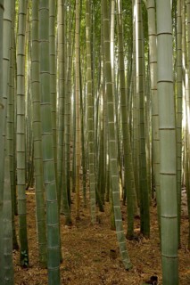 Bamboo trunks in the Arashiyama bamboo forest in Kyoto