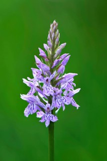 Fox Orchid or common spotted orchid
