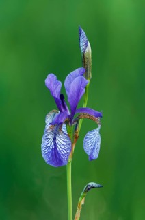 Siberian iris