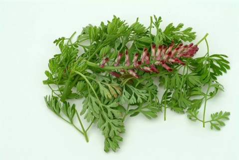 Medicinal plant Common fumitory
