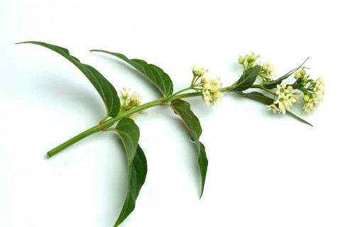Medicinal plant white swallowwort