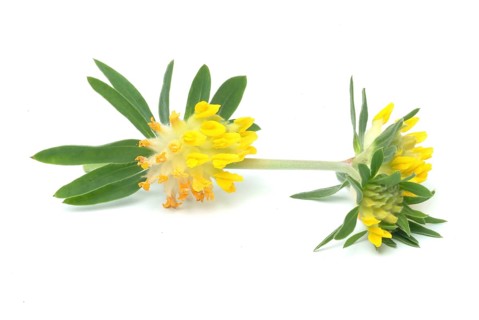 Common kidney vetch