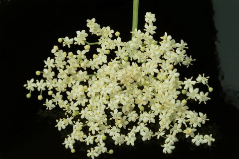 Black elder