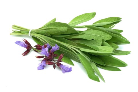 Common sage