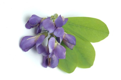 Indigolupine