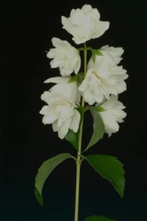 True common jasmine