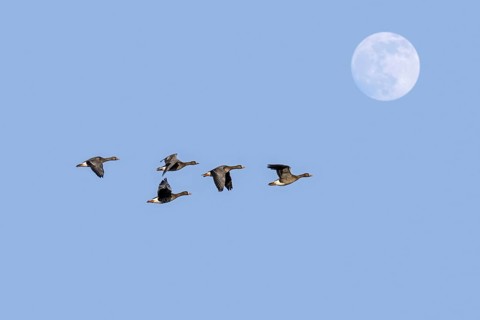 Full moon and flock of white-fronted geese