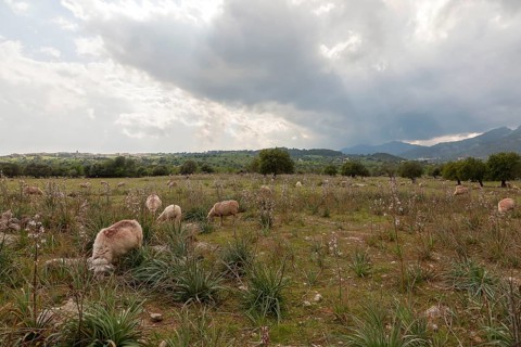 Sheep in a meadow with asphodel