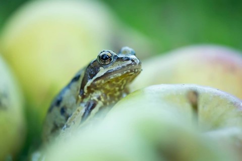 Common frog