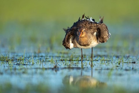 Black-tailed Godwit