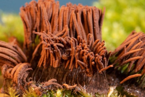 Tufted slime mould Fruiting body with many light brown stalks