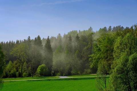 Spruce pollen
