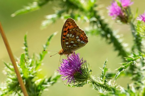 Fiery Fritillary butterfly with closed wings sitting on red blossom left looking