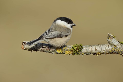 Marsh Tit