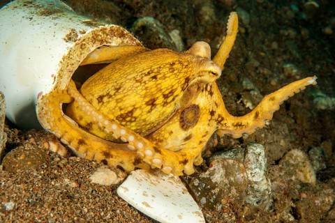 Venomous two-ringed octopus