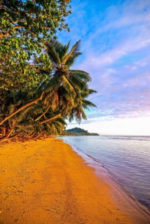 Palm trees on a beach at sunrise on Island Ile Sainte Marie