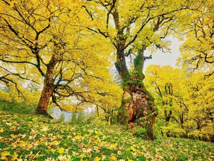 Forest of sycamore maple