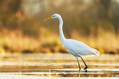 Great egret