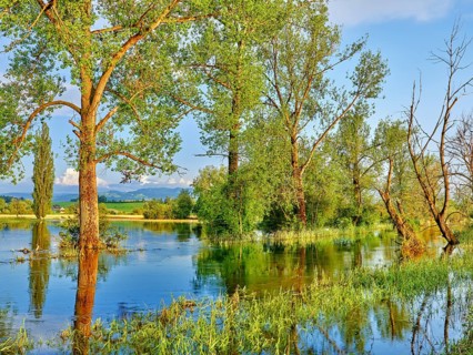 Poplars