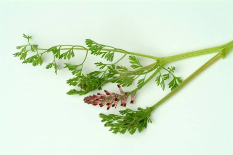 Medicinal plant Common fumitory