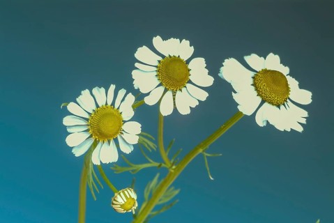 Medicinal plant Chamomile