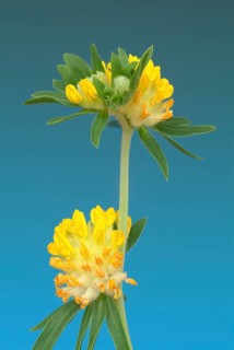 Common kidney vetch