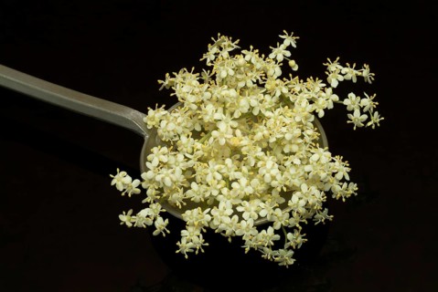 Black elder