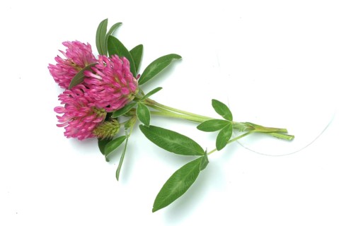 Meadow clover
