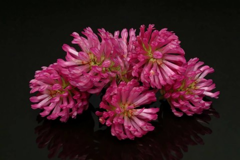 Meadow clover