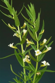 Common hedgehyssop