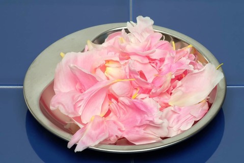 European peony