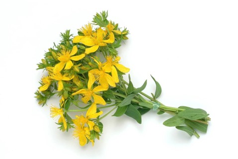 Medicinal plant St. John's wort