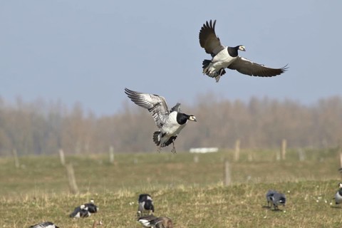 Barnacle geese