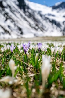 Meadow full of white and purple crocuses