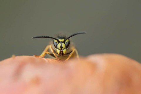 Common wasp