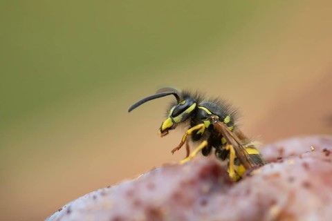 Common wasp