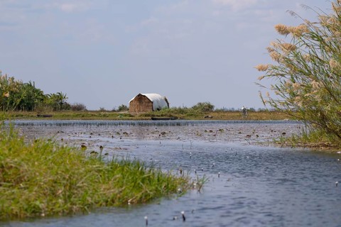 Hut and bike in the swamp