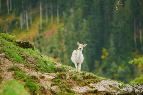 Damhirsch